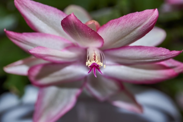 Schlumbergera a fleuri au froid à la fin de l'automne Schlumbergera est un genre de cactus épiphytes