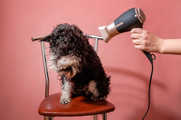 Schnauzer de chien sur le fond rose et le sèche-cheveux dans la main femelle, le chien a peur de sécher la laine