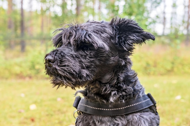 Photo schnauzer hirsute mignon est assis dans la cour et regarde attentivement sur le côté