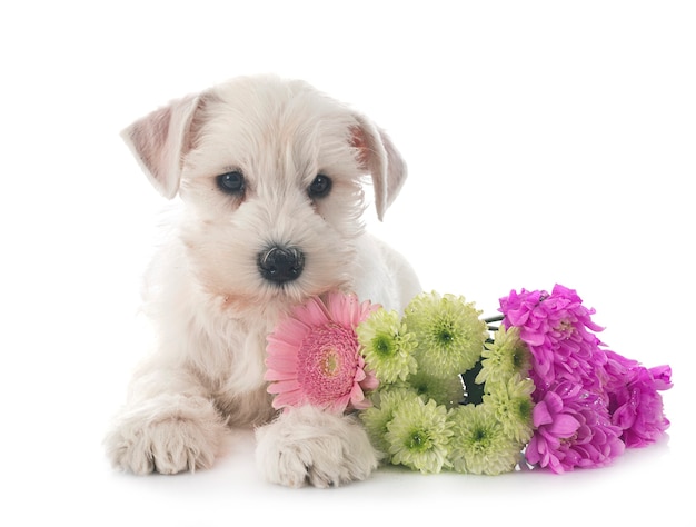 Schnauzer miniature blanc devant fond blanc