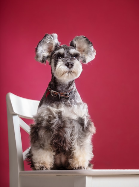 Schnauzer miniature sur une chaise dans le studio