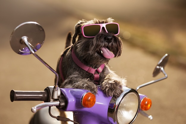 Photo schnauzer miniature de chien sur un cyclomoteur lilas, dans des lunettes de soleil, avec une langue en saillie, comme si la conduite, un concept de voyage