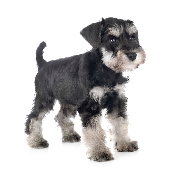 Schnauzer miniature chiot