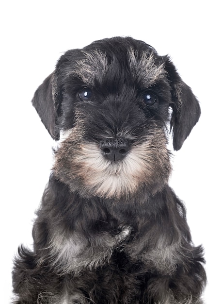 Schnauzer miniature chiot