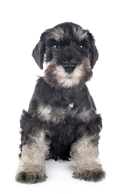 Schnauzer miniature chiot