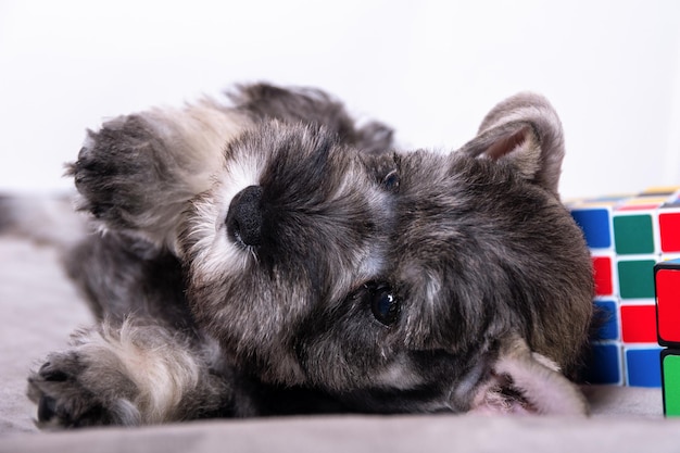 Un schnauzer miniature de couleur blanche et grise se trouve sur un fond clair parmi l'espace de copie de jouets multicolores