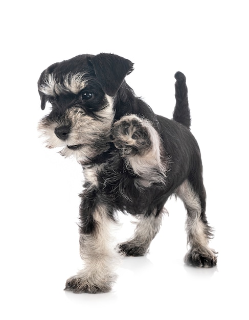 Schnauzer miniature isolé