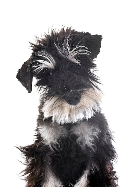 schnauzer miniature en studio