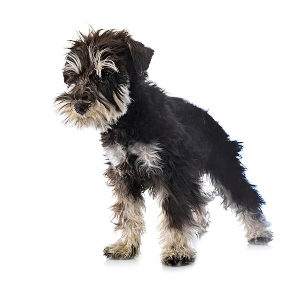 schnauzer miniature en studio