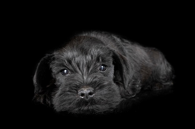 schnauzer miniature en studio