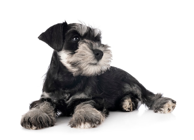 Schnauzer miniature