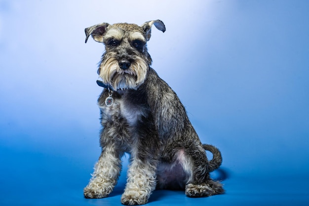 Schnauzer nain 1 an debout devant le fond du studio