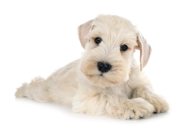 Schnauzer nain chiot in front of white background