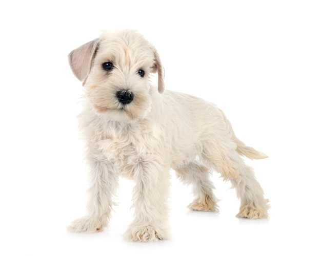 Schnauzer nain chiot in front of white background