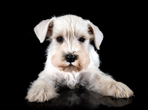 Schnauzer nain chiot en studio