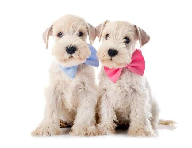 Schnauzer nain chiots in front of white background