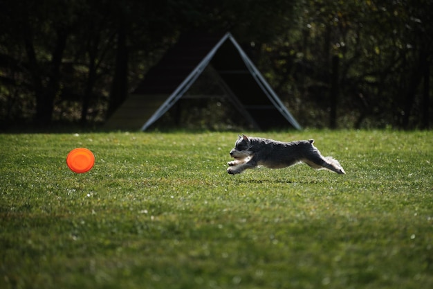 Schnauzer nain court rapidement à travers l'herbe verte et essaie d'attraper une soucoupe volante