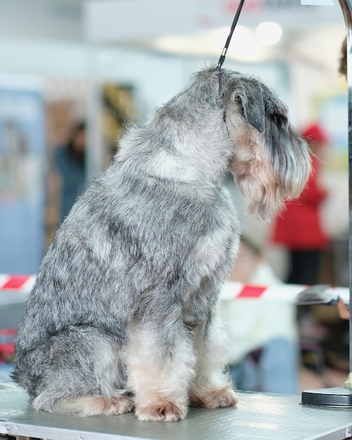 Schnauzer nain en gros plan assis sur une table de toilettage dans un salon pour animaux