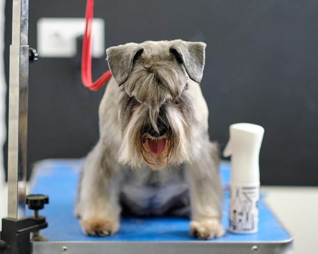 Schnauzer nain sur la table attachée avec une corde rouge