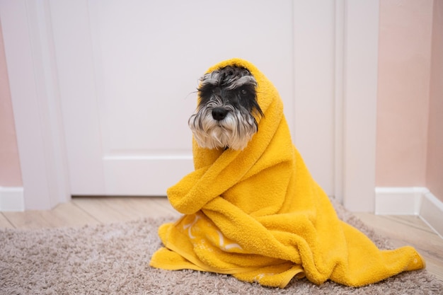 Un schnauzer noir et argenté est assis sur le tapis sous une serviette jaune