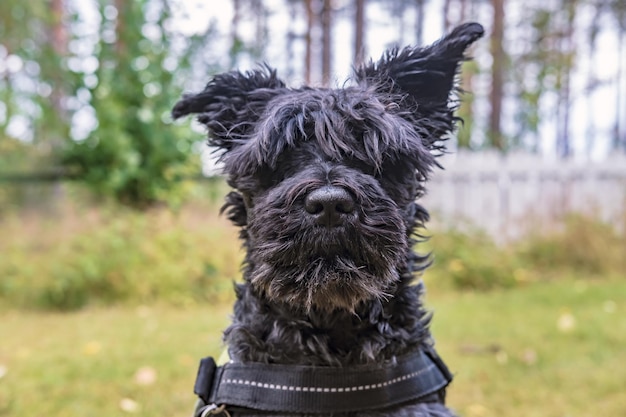 Schnauzer shaggy mignon avec une oreille levée et l'autre n'a pas l'air drôle et comme s'il écoutait