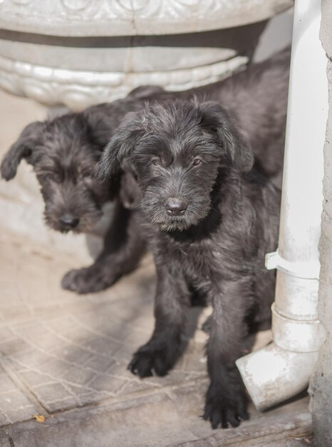 Schnauzer standard chiots enfant