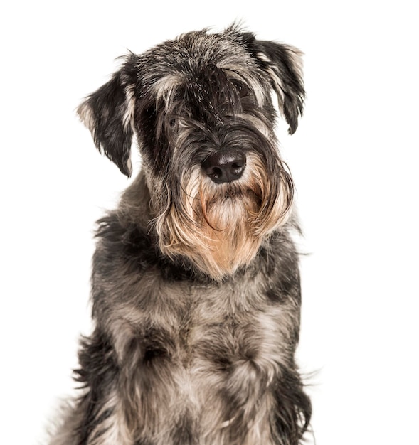 Schnauzer standard regardant la caméra sur fond blanc