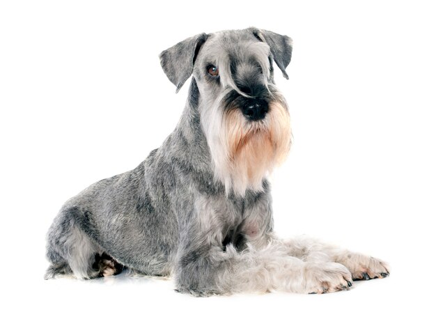 Schnauzer Standard