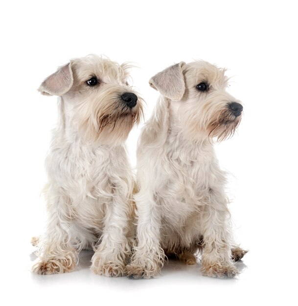 Schnauzers miniatures blancs en face de fond blanc