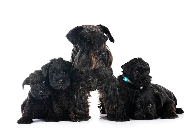 Schnauzers miniatures noirs en studio