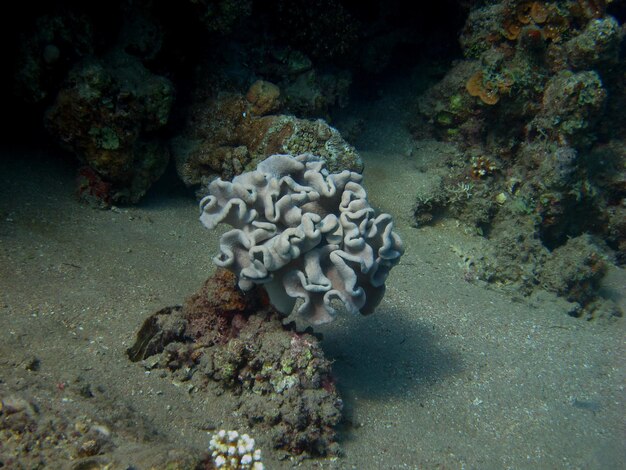 Schoene blau weisse koralle im roten meer