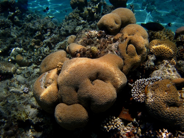 Schoene riesige koralle im roten meer