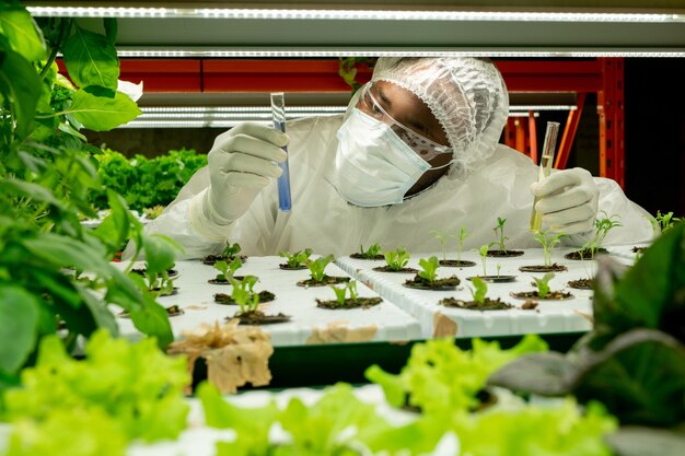 Un scientifique agricole afro-américain sérieux portant un masque et des lunettes versant un liquide bleu dans des pots de semis tout en tenant une expérience en serre