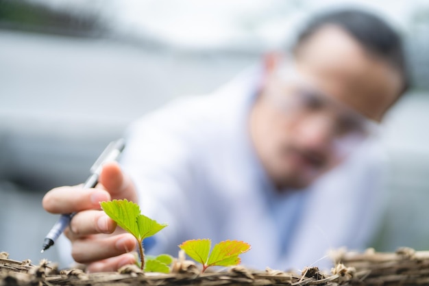 Scientifique agricole travaillant à la recherche d'une plante végétale verte dans un domaine de la biotechnologie de laboratoire de biologie est une expérience de botanique technologique de l'écologie de la nature croissance de l'agriculture biologique en serre