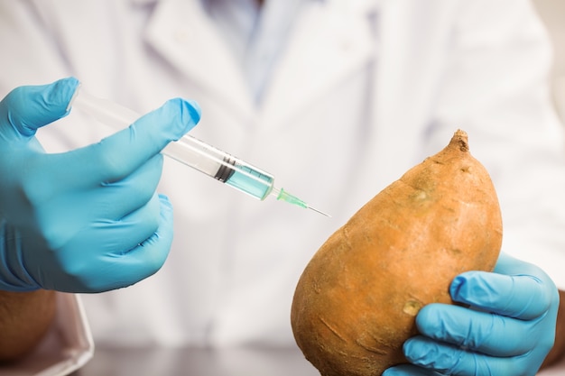 Scientifique en alimentation injectant une pomme de terre