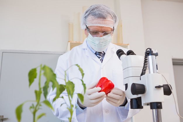 Scientifique en alimentation en regardant le poivron rouge