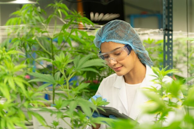 Une scientifique dans une ferme de cannabis avec une plante de cannabis avec de belles feuilles cultivées