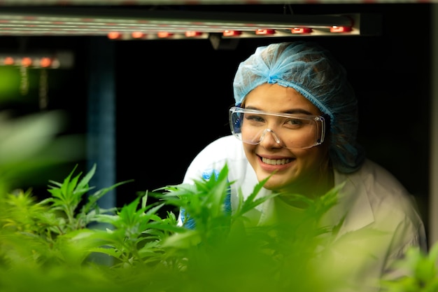 Une scientifique dans une ferme de cannabis avec une plante de cannabis avec de belles feuilles cultivées