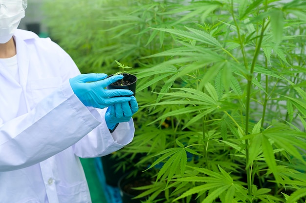 Un scientifique détient des plants de cannabis dans une ferme légalisée.