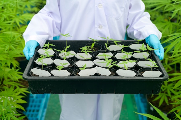 Un scientifique détient des plants de cannabis dans une ferme légalisée.