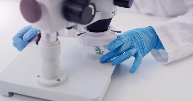 Photo scientifique en écologie mains et test au microscope avec recherche sur les plantes dans un laboratoire biotechnologie et analyse des plantes en laboratoire avec durabilité et tests écologiques pour la biologie