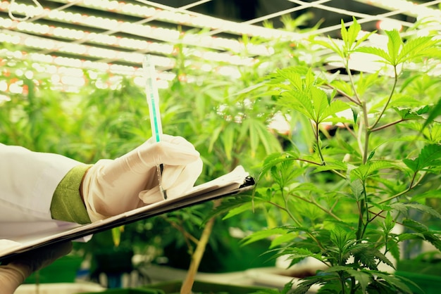 Scientifique enregistrant des données provenant d'une plante de cannabis gratifiante dans une serre curative
