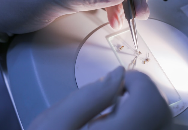 Scientifique Avec équipement Et Moustique Sur Verre En Laboratoire