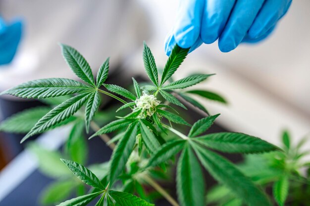 Photo scientifique avec des gants vérifiant les plantes de chanvre dans une serre concept de médecine alternative à base de plantes huile de cbd industrie pharmaceutique