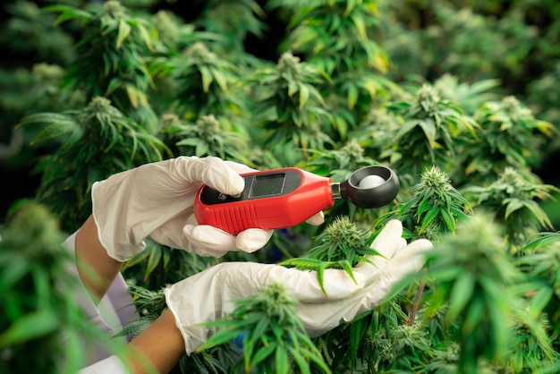 Un scientifique mesure la lumière à l'aide d'un posemètre sur une plante et un bourgeon de cannabis gratifiants