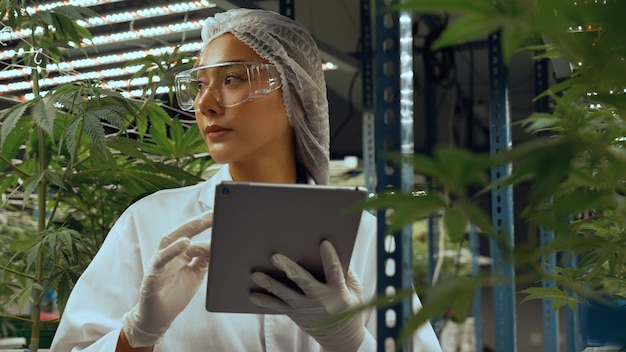 Un scientifique teste un produit à base de cannabis dans une ferme de cannabis intérieure curative