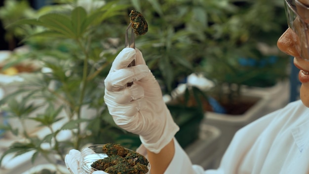 Un scientifique teste un produit à base de cannabis dans une ferme de cannabis intérieure curative