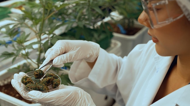 Un scientifique teste un produit à base de cannabis dans une ferme de cannabis intérieure curative