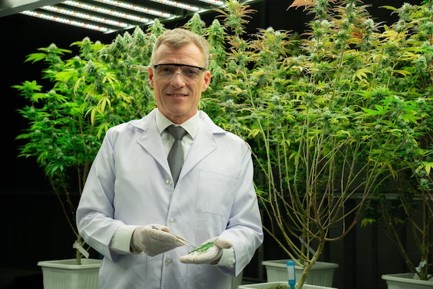 Scientifique travaillant au chanvre de cannabis et gratifiant la plantation de marijuana