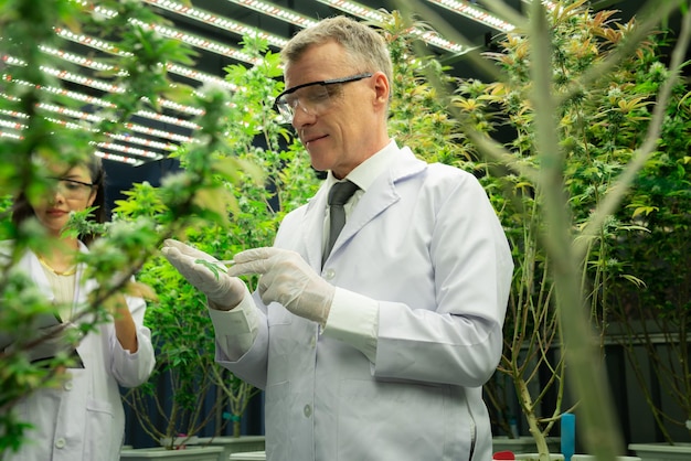 Scientifique travaillant au chanvre de cannabis et gratifiant la plantation de marijuana